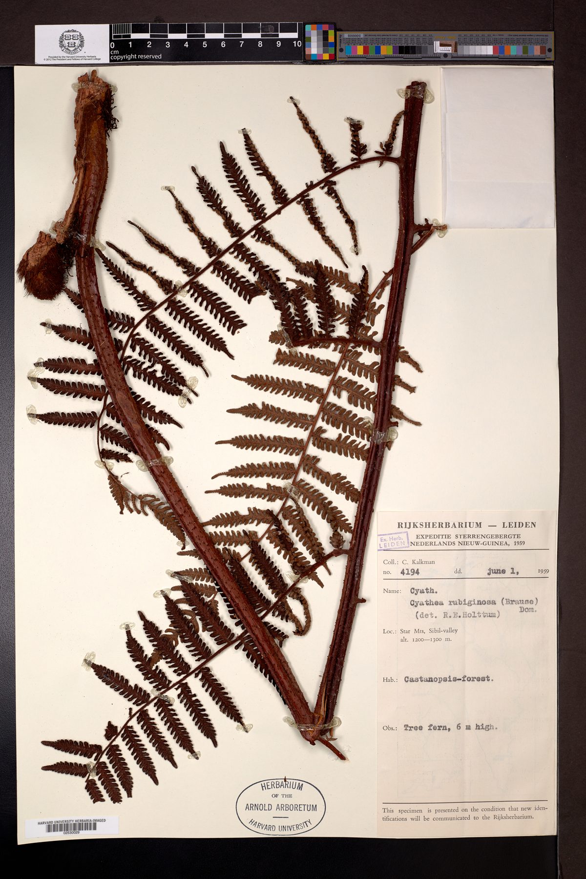 Alsophila rubiginosa (Tree fern) — photo