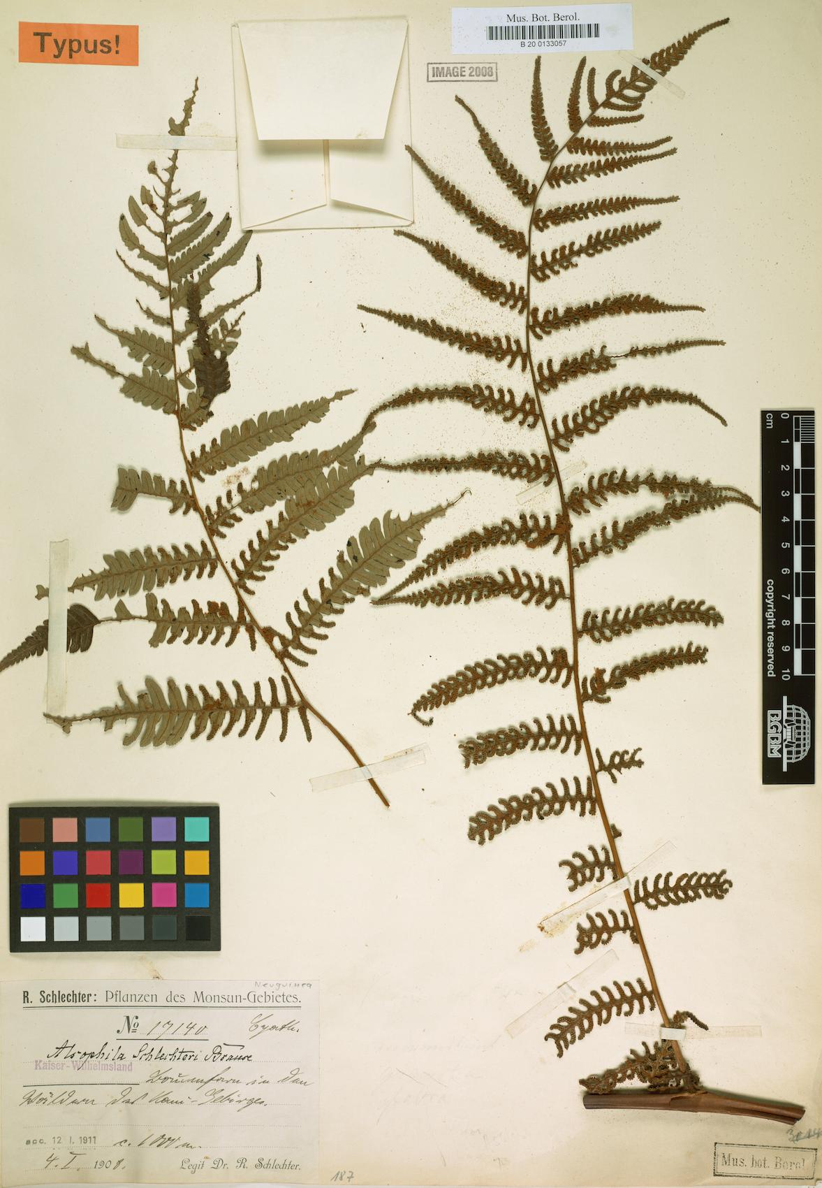 Alsophila schlechteri