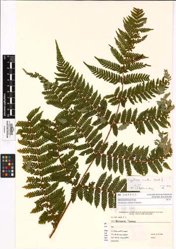 Alsophila smithii (Soft tree fern) — photo