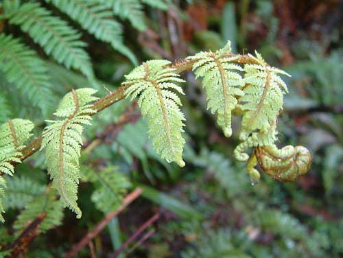 Alsophila smithii (Soft tree fern) — photo