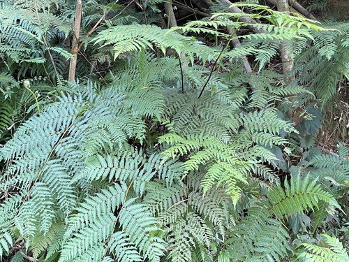 Alsophila spinulosa (Pugjik) — photo