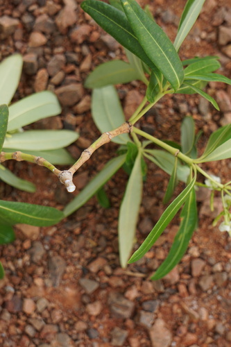 Alstonia actinophylla (Northern milkwood) — photo