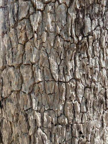 Alstonia actinophylla (Northern milkwood) — photo