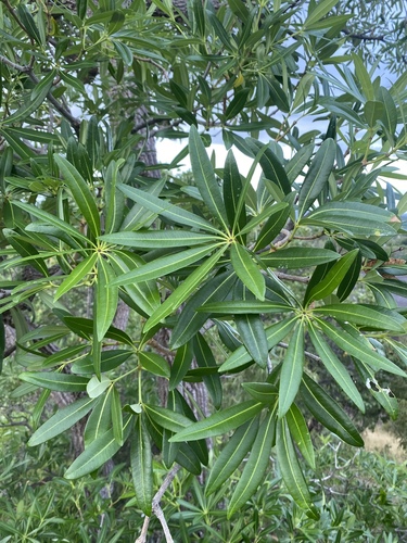 Alstonia actinophylla