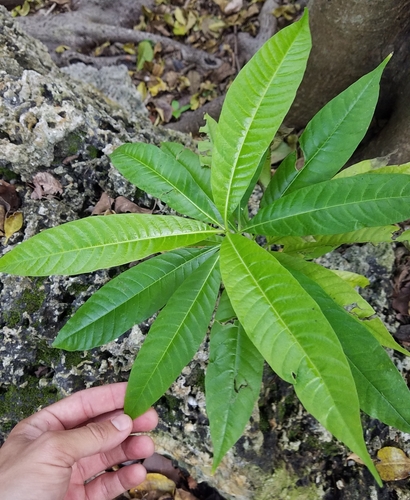 Alstonia macrophylla (Match stick tree) — photo