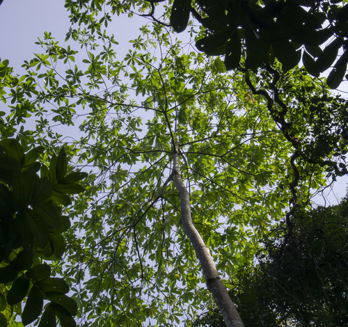 Alstonia macrophylla (Match stick tree) — photo