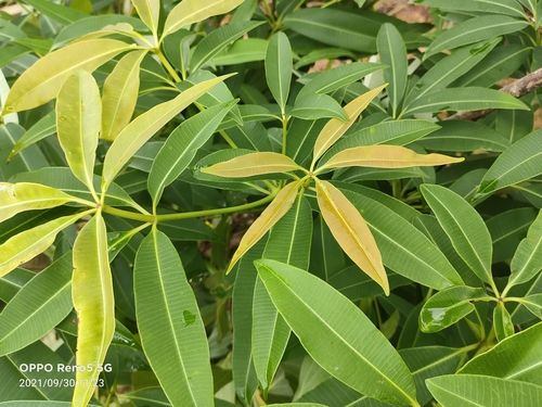 Alstonia scholaris (Dita bark) — photo