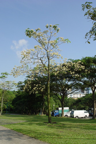 Alstonia scholaris (Dita bark) — photo