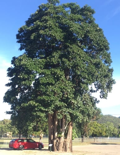 Alstonia scholaris