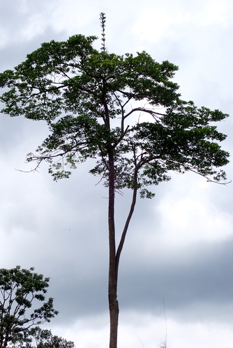 Alstonia spatulata — photo
