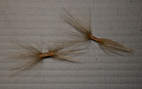 Alstonia spatulata — photo