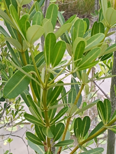 Alstonia spatulata
