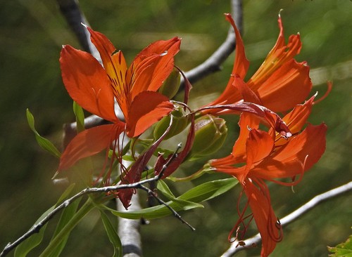 Alstroemeria aurea (Peruvian lily) — photo