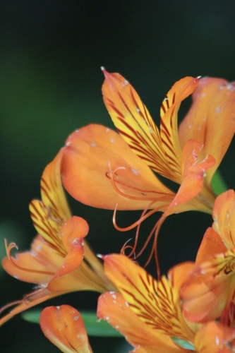Alstroemeria aurea (Peruvian lily) — photo
