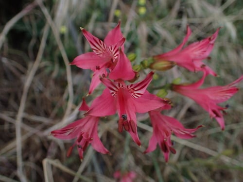 Alstroemeria haemantha (Peruvian Lily) — photo