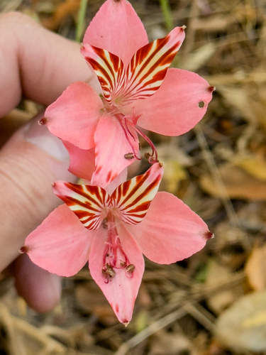 Alstroemeria haemantha (Peruvian Lily) — photo