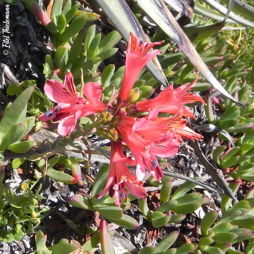 Alstroemeria haemantha