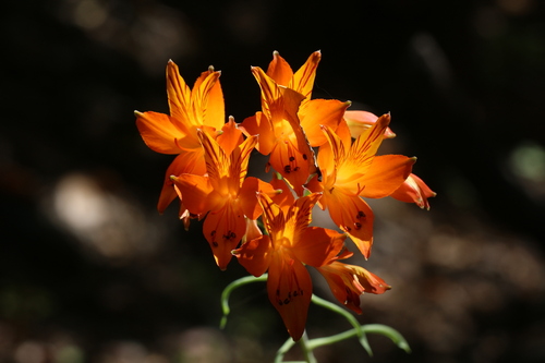 Alstroemeria ligtu (Alstroemeria) — photo