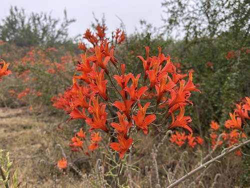 Alstroemeria ligtu (Alstroemeria) — photo
