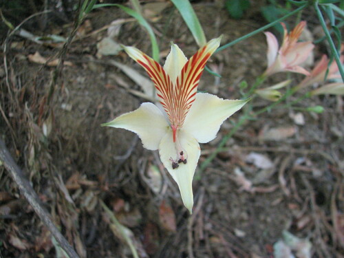 Alstroemeria ligtu