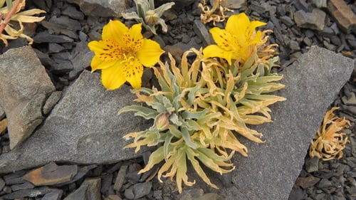 Alstroemeria patagonica (Chaquil) — photo