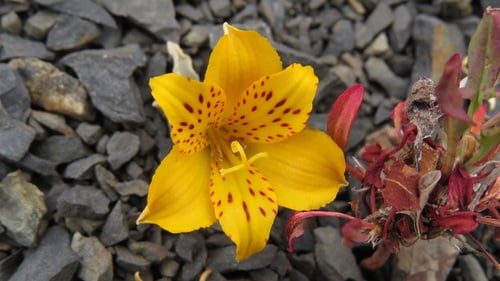 Alstroemeria patagonica (Chaquil) — photo