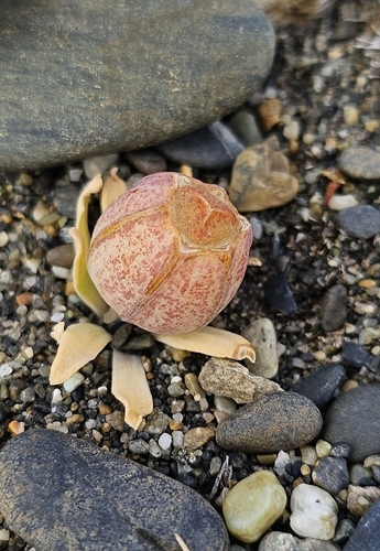Alstroemeria patagonica