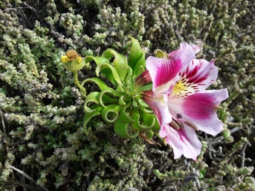 Alstroemeria pelegrina (Peruvian lily) — photo