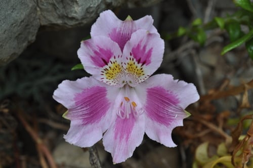 Alstroemeria pelegrina (Peruvian lily) — photo