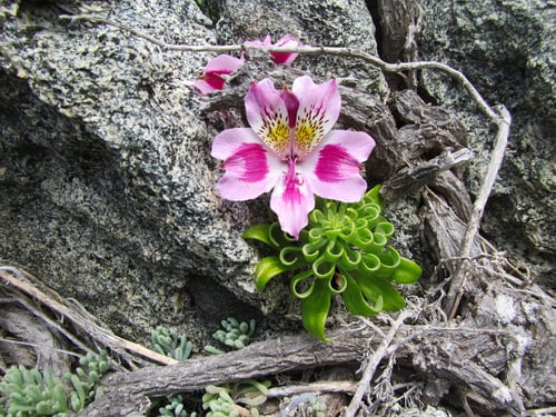 Alstroemeria pelegrina