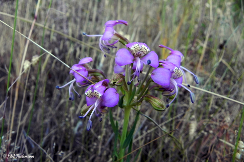 Alstroemeria revoluta — photo