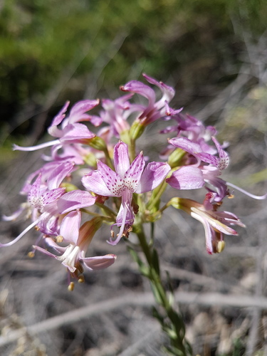 Alstroemeria revoluta