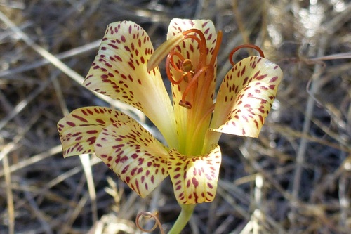 Alstroemeria versicolor — photo