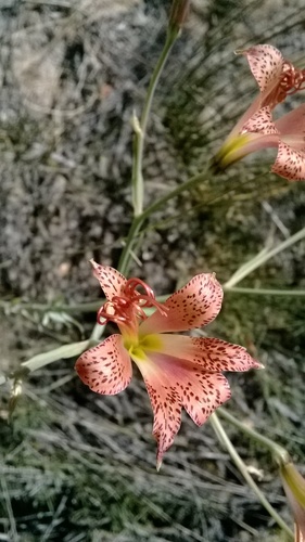 Alstroemeria versicolor — photo