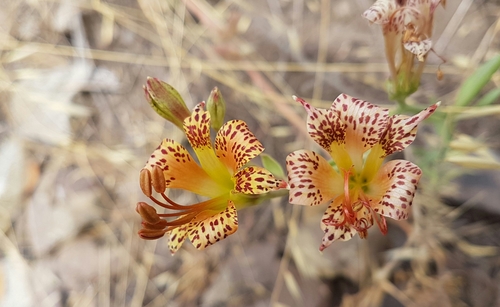 Alstroemeria versicolor