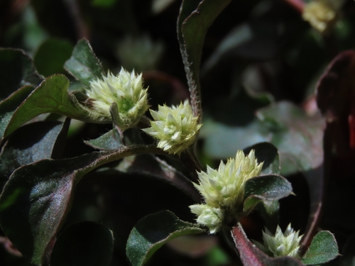 Alternanthera bettzickiana (Border plant) — photo