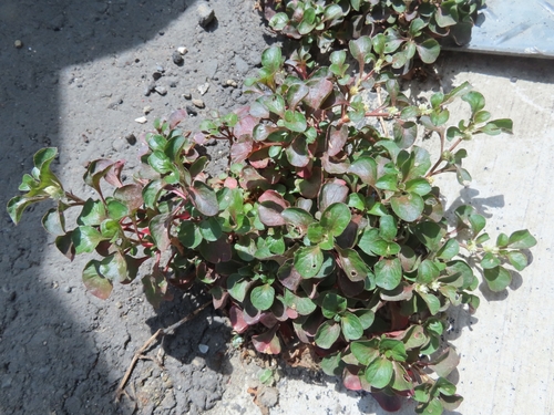Alternanthera bettzickiana (Border plant) — photo