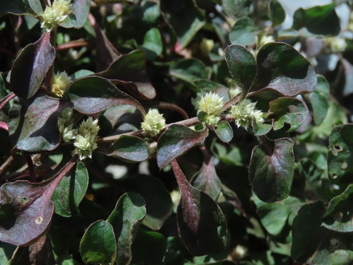Alternanthera bettzickiana