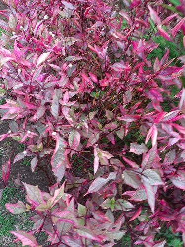 Alternanthera brasiliana (Brazil chaff-flower) — photo