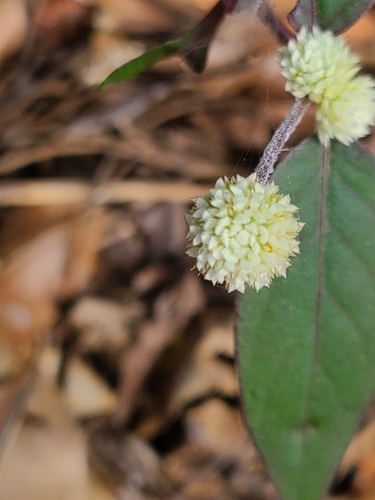 Alternanthera brasiliana (Brazil chaff-flower) — photo