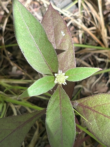 Alternanthera brasiliana