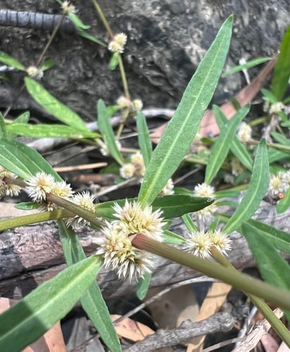 Alternanthera denticulata (Narrow-leaved lesser joyweed) — photo