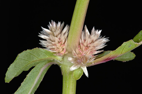Alternanthera denticulata (Narrow-leaved lesser joyweed) — photo