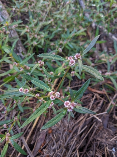 Alternanthera denticulata