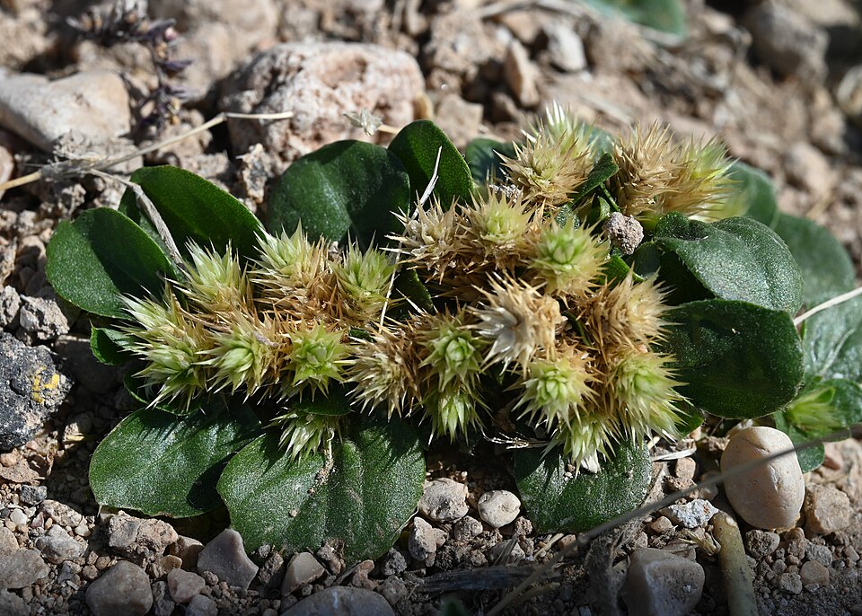 Alternanthera echinata — photo