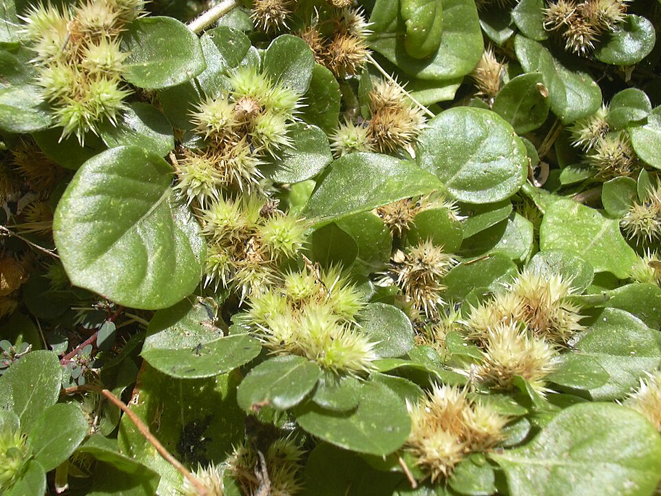 Alternanthera echinata