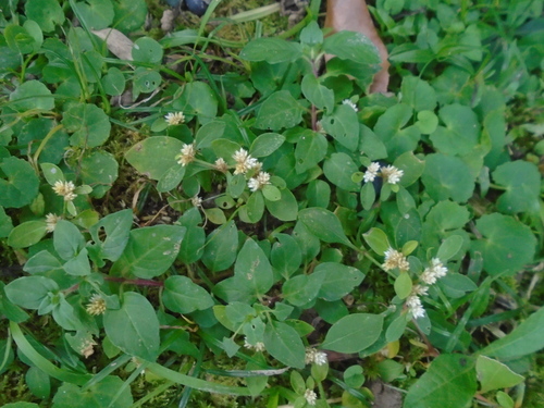 Alternanthera ficoidea (Parrot Leaf) — photo