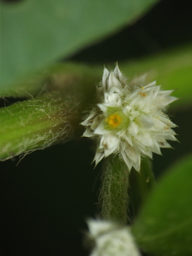 Alternanthera ficoidea (Parrot Leaf) — photo