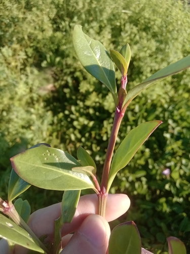 Alternanthera littoralis (Mbimbi-tongo) — photo