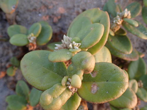 Alternanthera littoralis